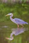Great blue heron hunting crayfish in wetland, Marion County, Illinois. Art Print